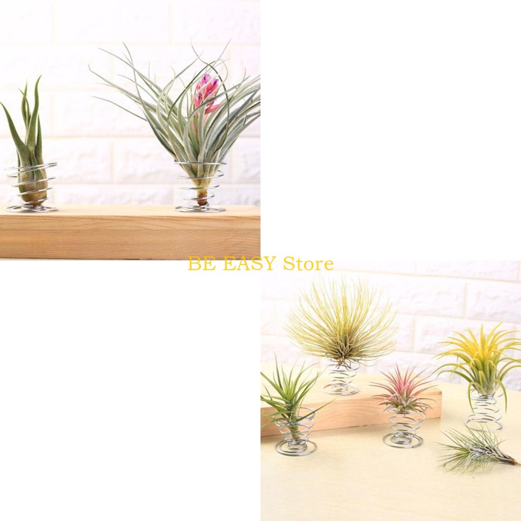 Air Plant Tillandsia - E28F Набор из 20 живых тропических