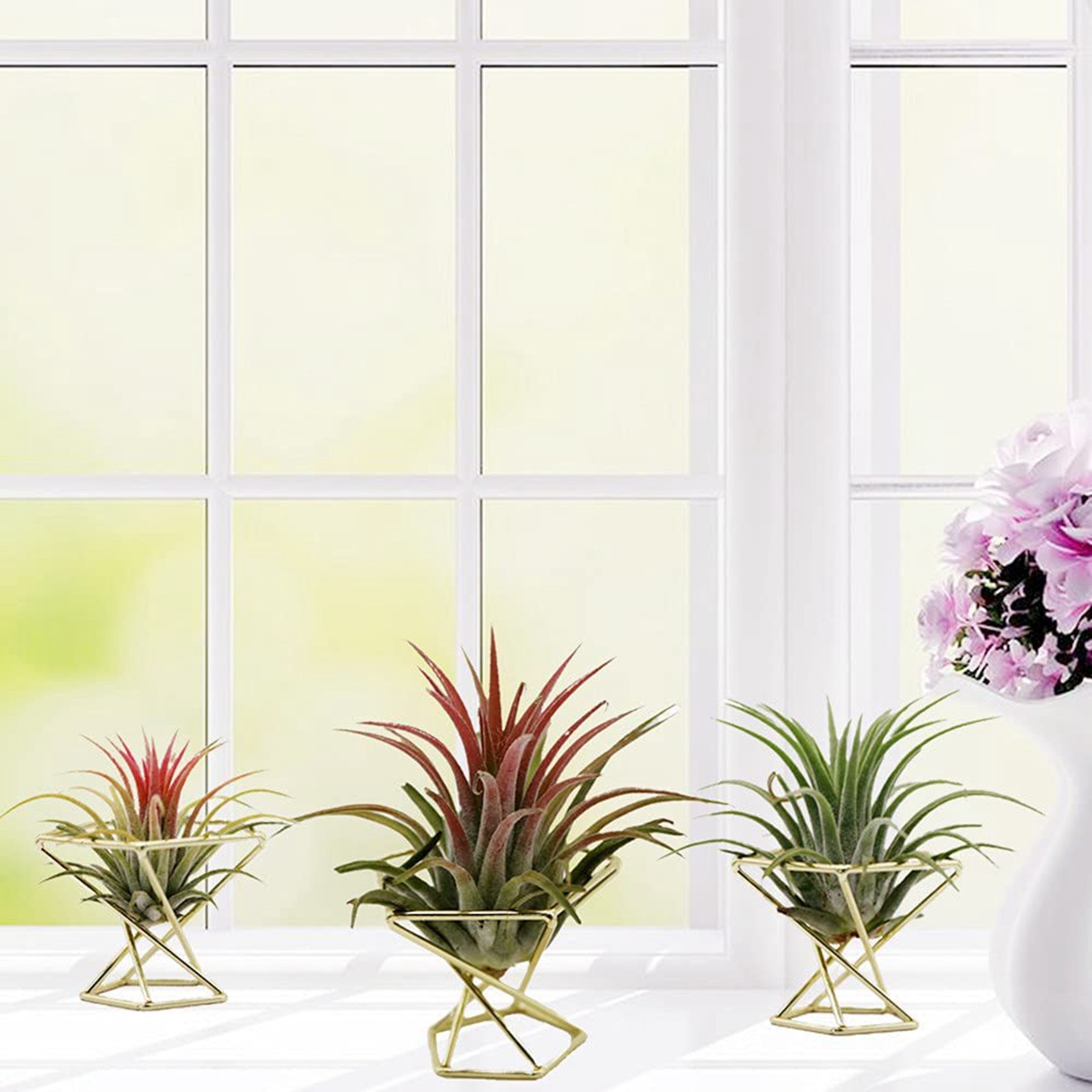 SYW-8 Набор из 8 геометрически – обзор и цена Air Plant Tillandsia