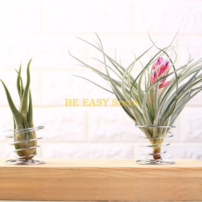 E28F Набор из 20 живых тропиче – обзор и цена Air Plant Tillandsia