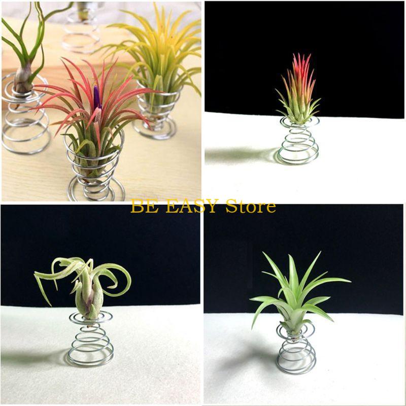E28F Набор из 20 живых тропиче – обзор и цена Air Plant Tillandsia