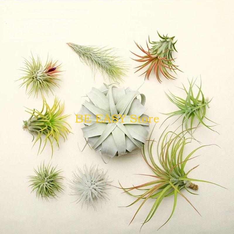 E28F Набор из 20 живых тропиче – обзор и цена Air Plant Tillandsia