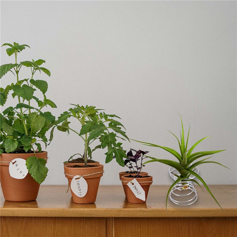Хит продаж: Набор из 6 подстав – обзор и цена Air Plant Tillandsia