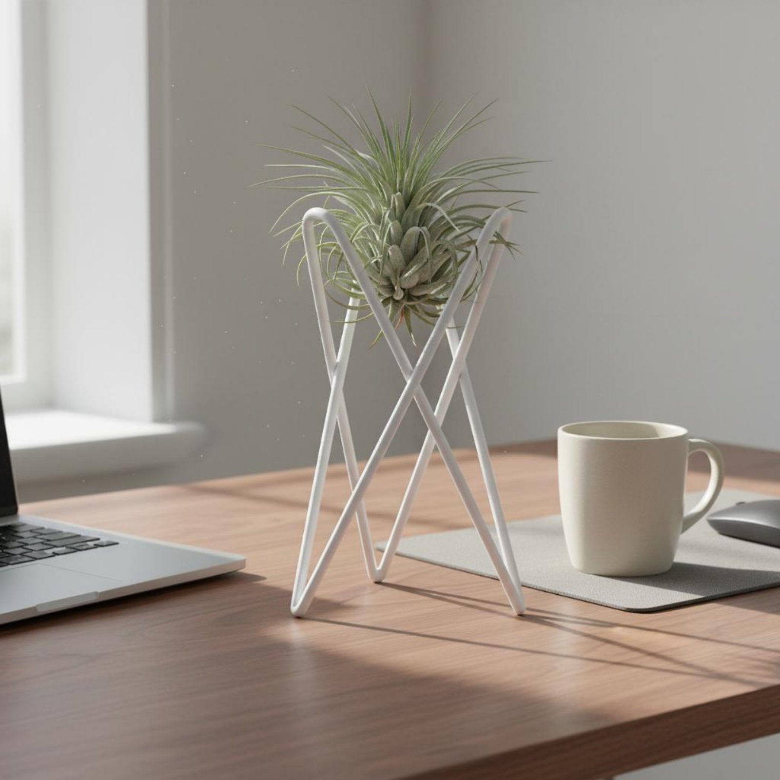 Подставка для воздушных растен – обзор и цена Air Plant Tillandsia
