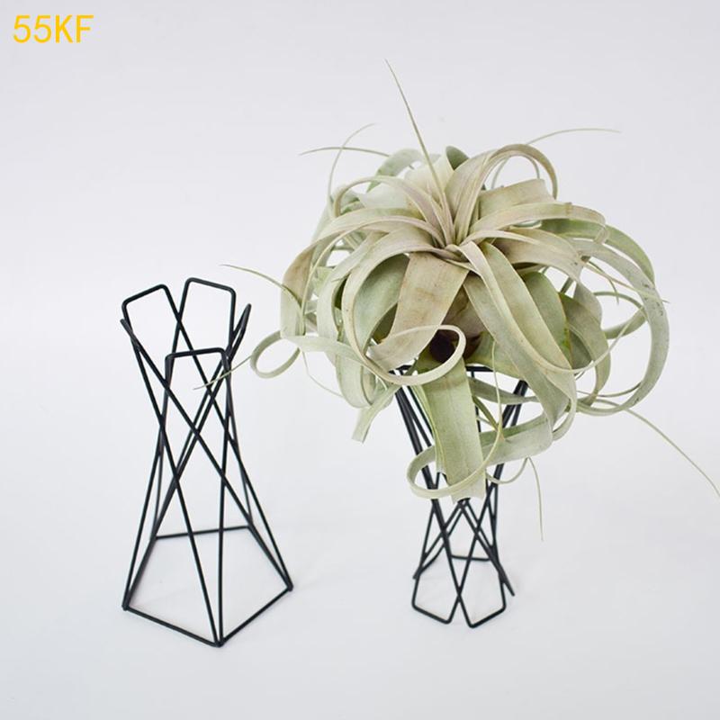 55 кв. – обзор и цена Air Plant Tillandsia