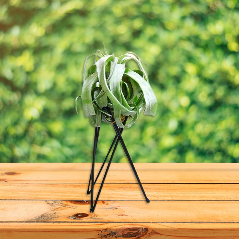 Держатель для воздушных растен – обзор и цена Air Plant Tillandsia