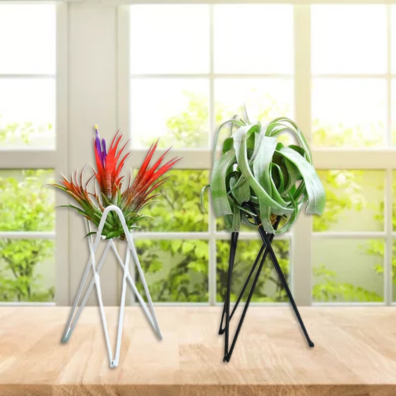Держатель для воздушных растен – обзор и цена Air Plant Tillandsia