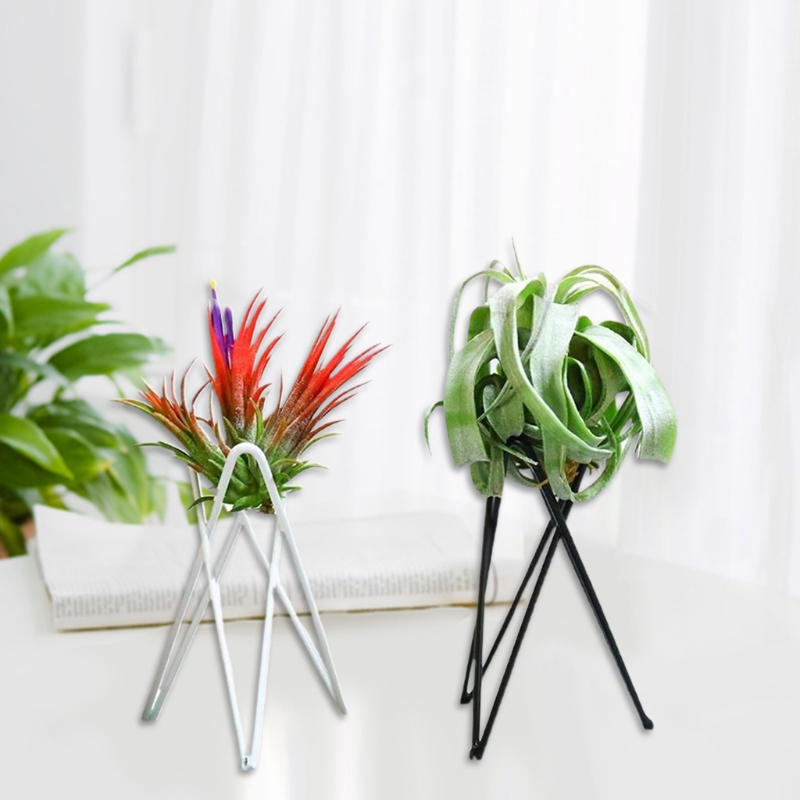 Держатель для воздушных растен – обзор и цена Air Plant Tillandsia