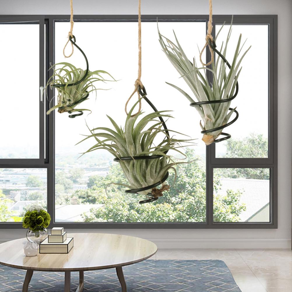 Металлические подставки для ра – обзор и цена Air Plant Tillandsia