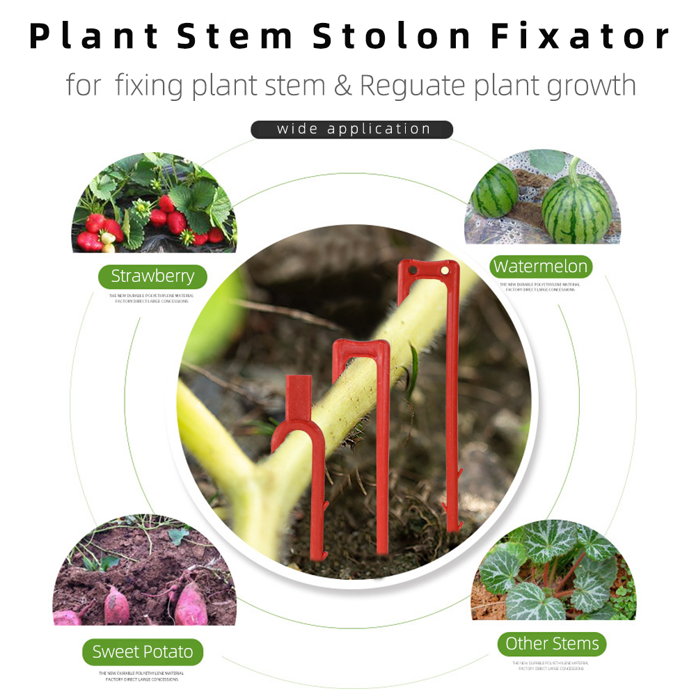 20-50 шт. вилка для посадки кл – обзор и цена Plant Parent