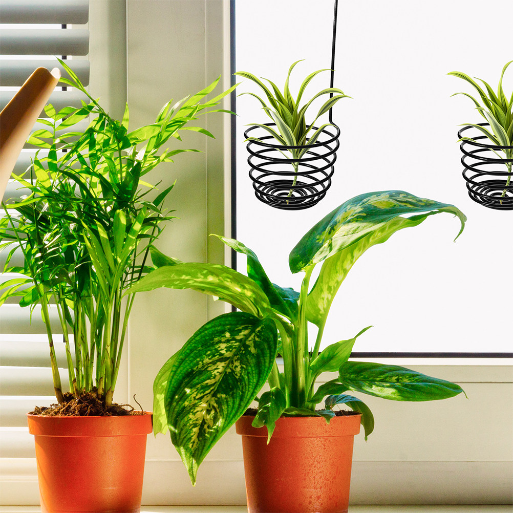 3 шт. прочных металлических сп – обзор и цена Air Plant Tillandsia